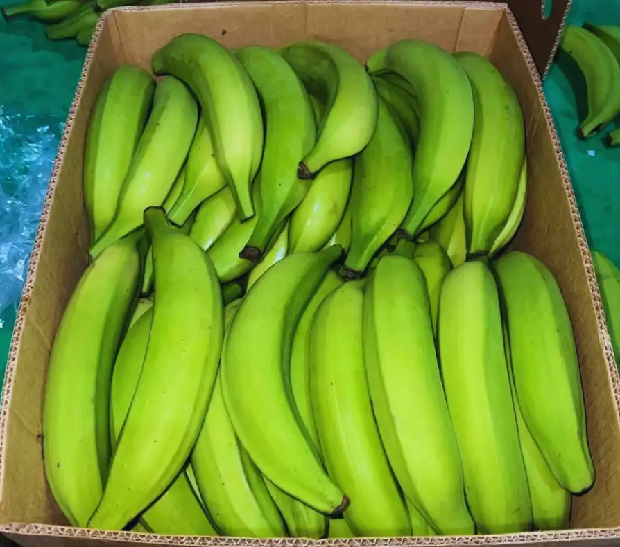 Plantains