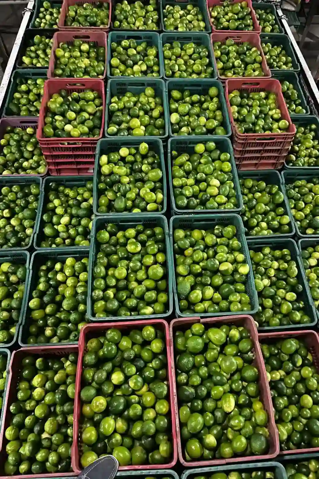 Fresh Tahiti limes