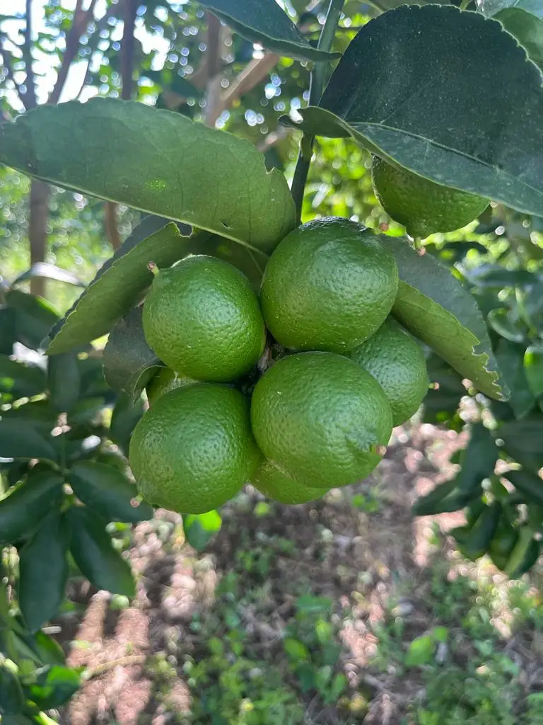 Limes on tree