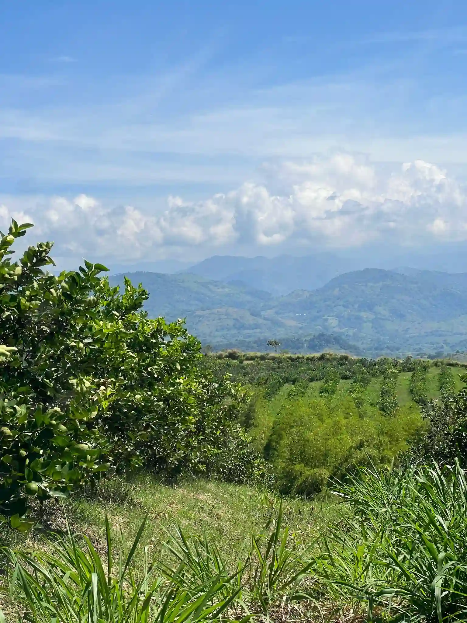Picture of the land where the business is located