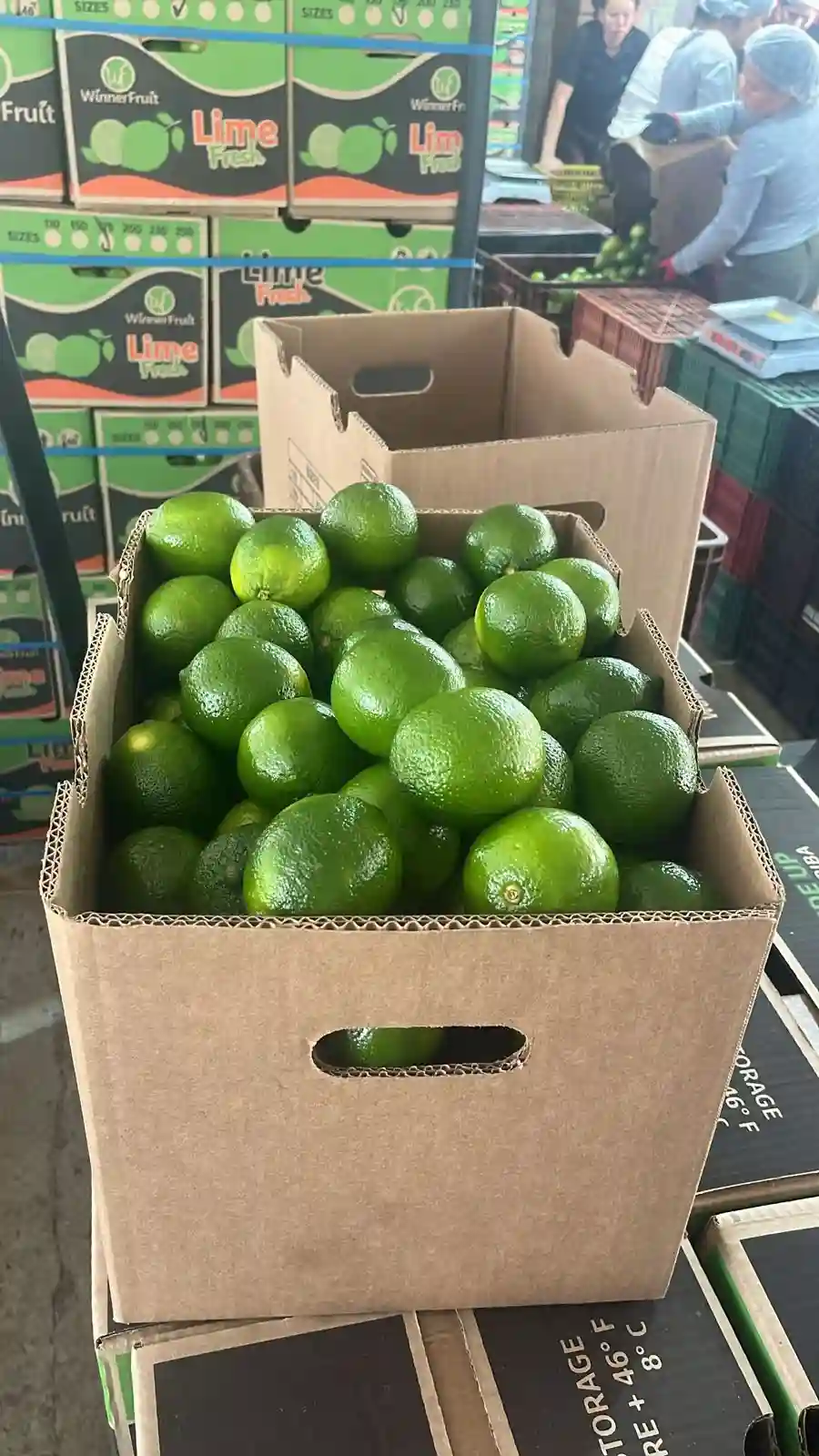 Picture of many boxes with tahiti lime